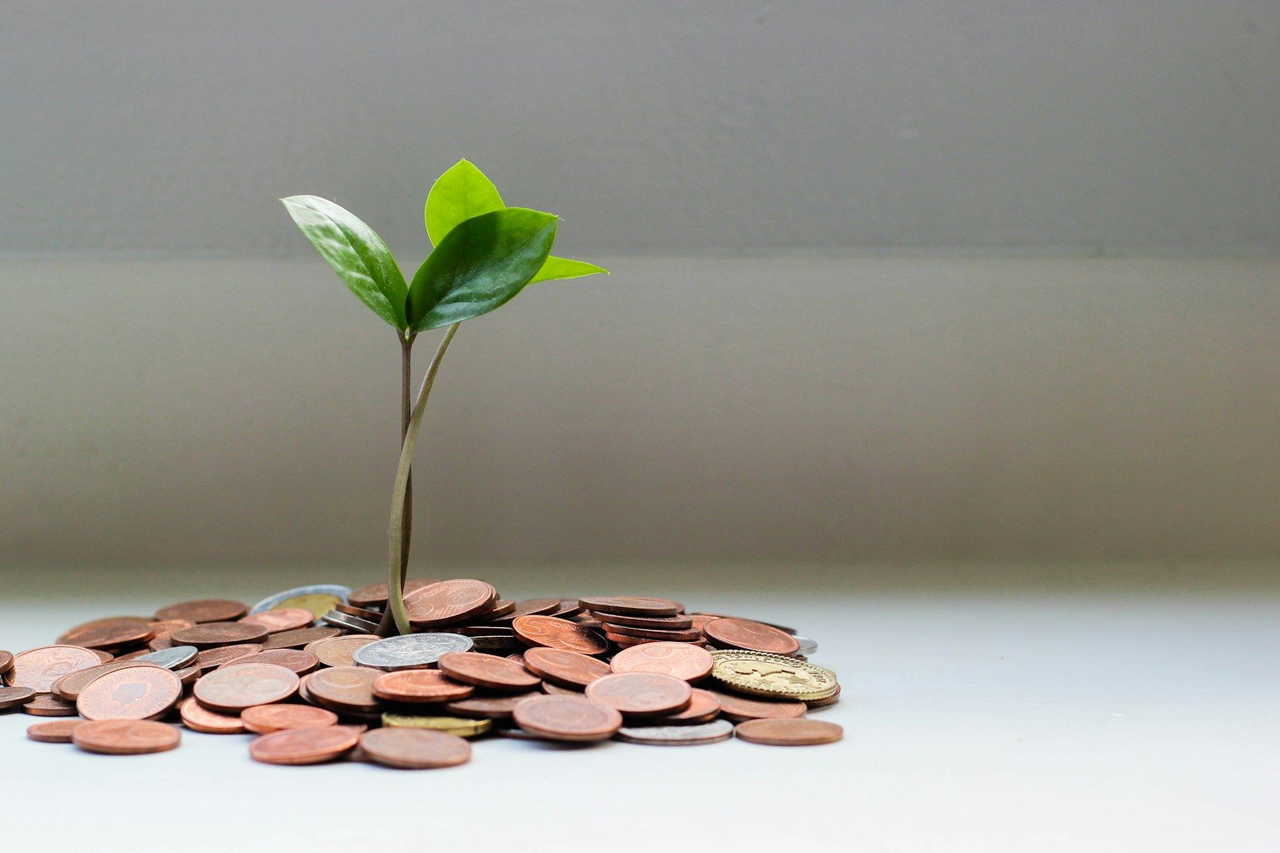 A young plant growing from a pile of coins